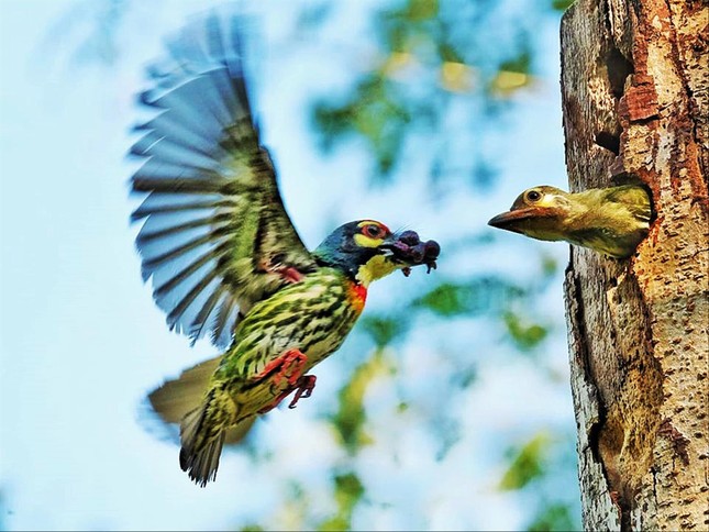 Chơi nhạc giao hưởng giữa đại dịch ảnh 1
