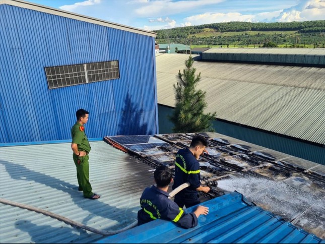 Cảnh báo đổi rừng tự nhiên lấy điện mặt trời ảnh 1