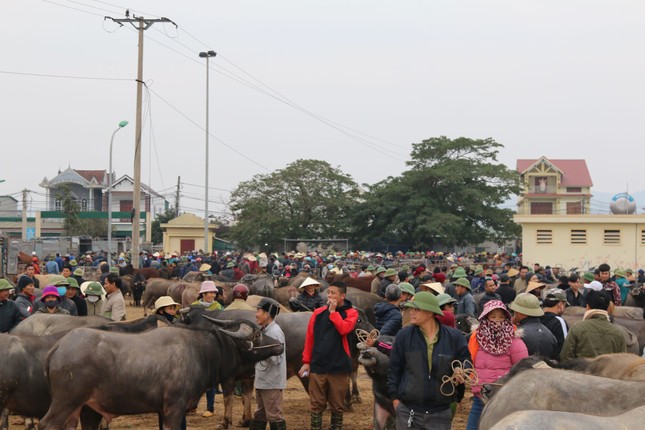 Chợ trâu cuối năm: Nghề dắt trâu thuê ảnh 1