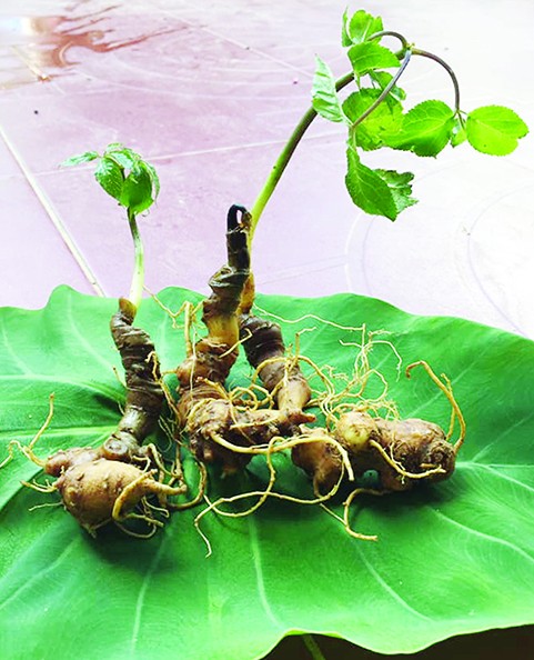 Tôi đi săn chuột 'quý tộc' ảnh 2