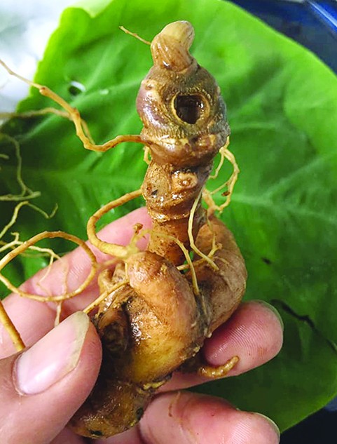 Tôi đi săn chuột 'quý tộc' ảnh 3