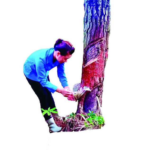 Cô gái tiên phong trồng rừng thông giữ đất, làm kinh tế ảnh 1
