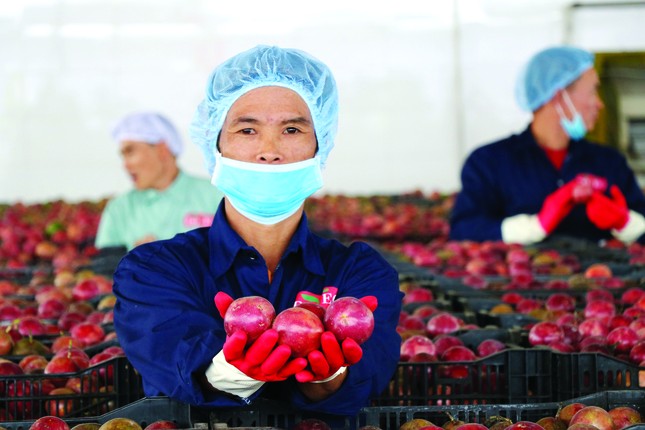DOVECO: Bà đỡ cho nông nghiệp hiện đại, bền vững ảnh 1
