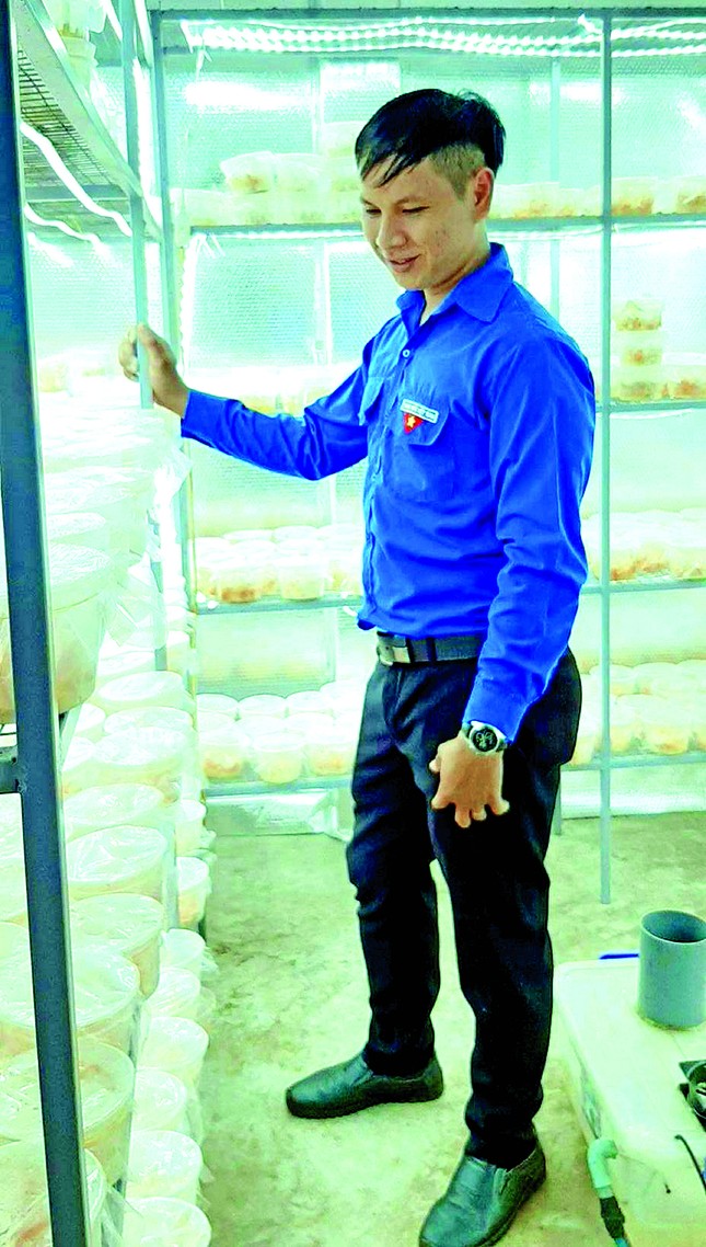 Chàng trai từ bỏ mức lương hấp dẫn để thực hiện giấc mơ làm giàu từ nấm ảnh 1