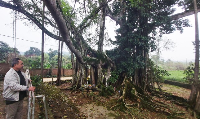 Chiêm ngưỡng cây đa Thần Rùa khổng lồ ở Hà Nội ảnh 2