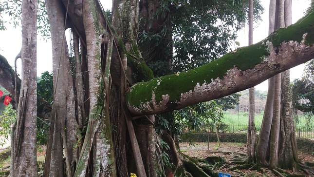 Chiêm ngưỡng cây đa Thần Rùa khổng lồ ở Hà Nội ảnh 8