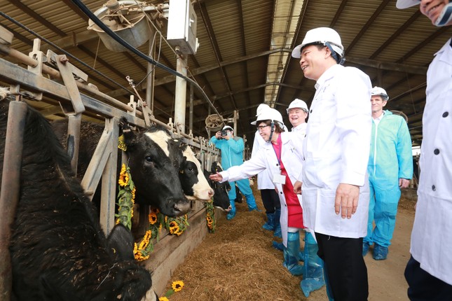 Tập đoàn TH nhập 4.500 bò sữa cao sản thuần chủng về Việt Nam ảnh 7