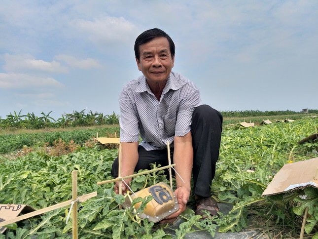 Dưa hấu thỏi vàng giá 600 ngàn đồng/trái vẫn hút người mua ảnh 1