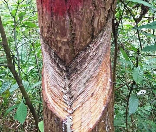 Hàng nghìn cây thông vườn quốc gia Tam Đảo bị cạo vỏ trộm ảnh 2