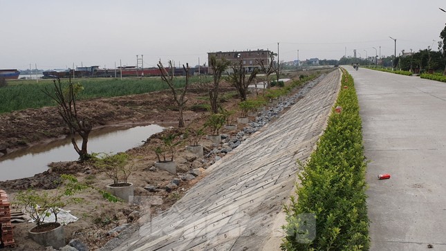 Ngang nhiên trồng hàng trăm cây lâu năm xâm phạm đê sông Đáy ảnh 6