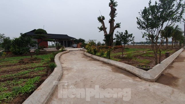 Ngang nhiên trồng hàng trăm cây lâu năm xâm phạm đê sông Đáy ảnh 7