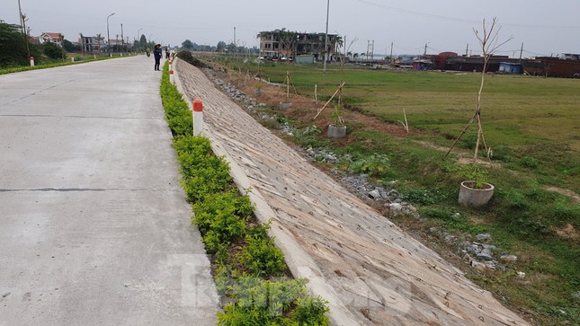 Ngang nhiên trồng hàng trăm cây lâu năm xâm phạm đê sông Đáy ảnh 1