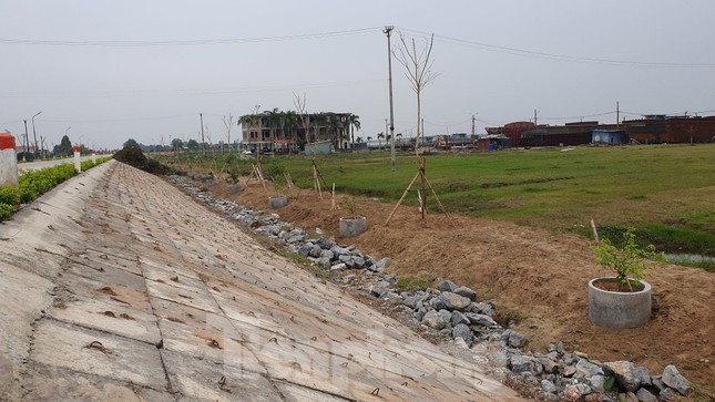 Ngang nhiên trồng hàng trăm cây lâu năm xâm phạm đê sông Đáy ảnh 2