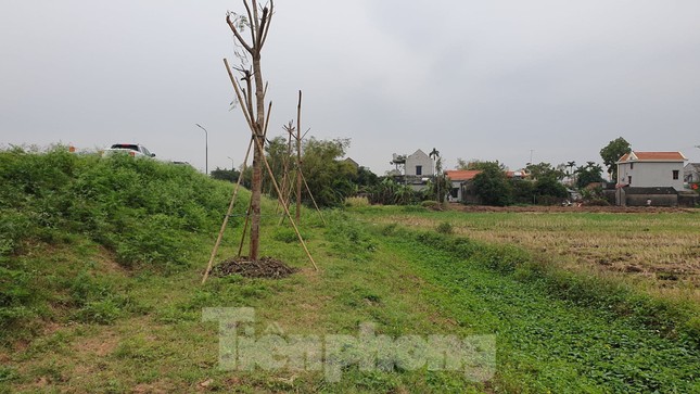 Ngang nhiên trồng hàng trăm cây lâu năm xâm phạm đê sông Đáy ảnh 3