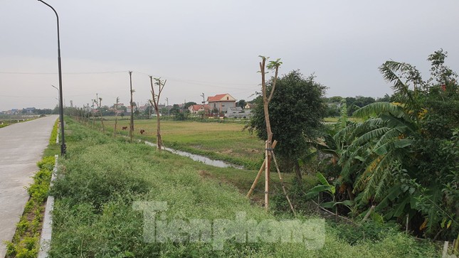 Ngang nhiên trồng hàng trăm cây lâu năm xâm phạm đê sông Đáy ảnh 4