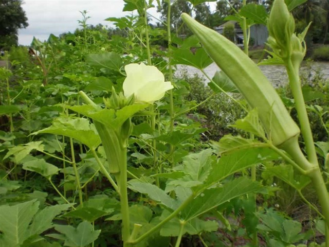 Đậu bắp - nguồn dinh dưỡng kỳ diệu ảnh 1