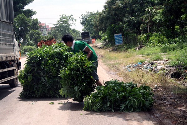 Bí ẩn người đầu cơ cả trăm tấn lá vải cho nước ngoài ảnh 1