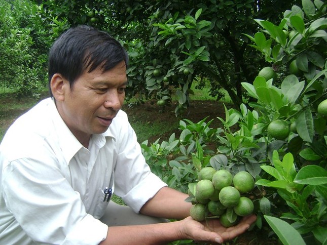 Thu gần nửa tỷ đồng từ 8 sào chanh đào ảnh 1