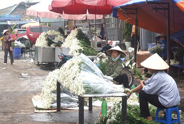 Cúc họa mi làm nóng thị trường hoa Hà Nội ảnh 2