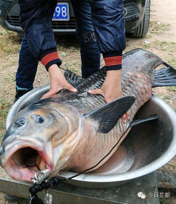 Câu được cá trắm cỏ hơn 23kg, dài hàng mét ảnh 1