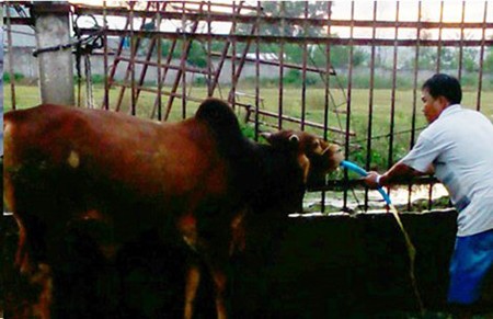 Đột nhập hai cơ sở bò bơm nước ở Đồng Nai ảnh 1