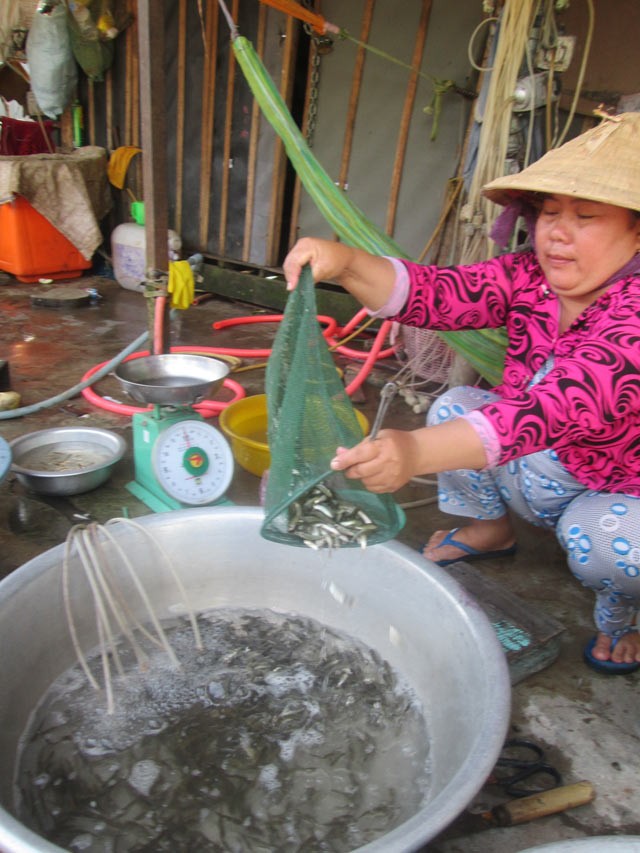Đặc sản cá linh non đầu mùa đắt hơn thịt bò ảnh 1