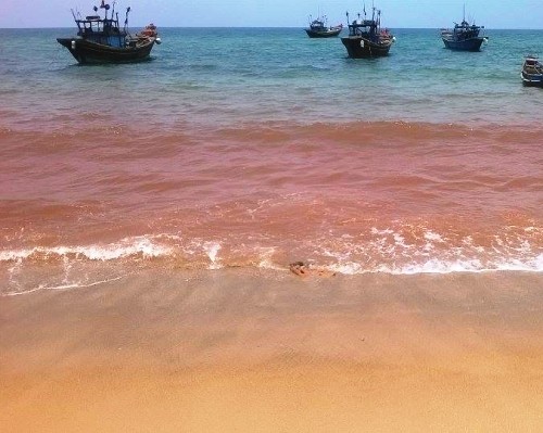 Chuyên gia quốc tế căng mình truy tìm 'thủ phạm' khiến cá chết ảnh 1