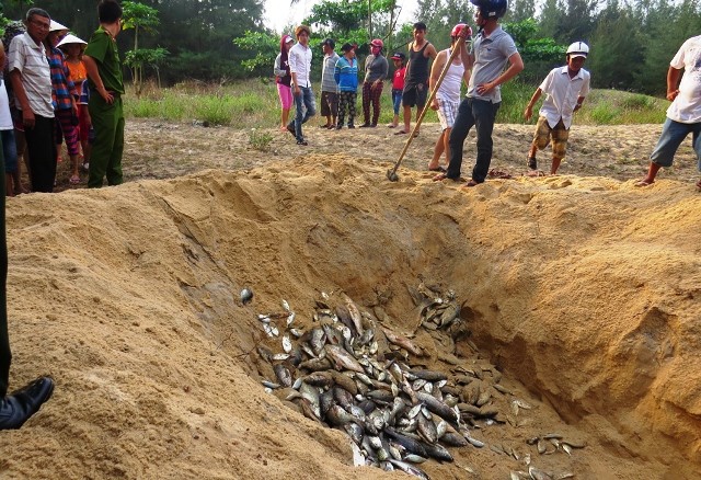 Chuyên gia quốc tế căng mình truy tìm 'thủ phạm' khiến cá chết ảnh 4