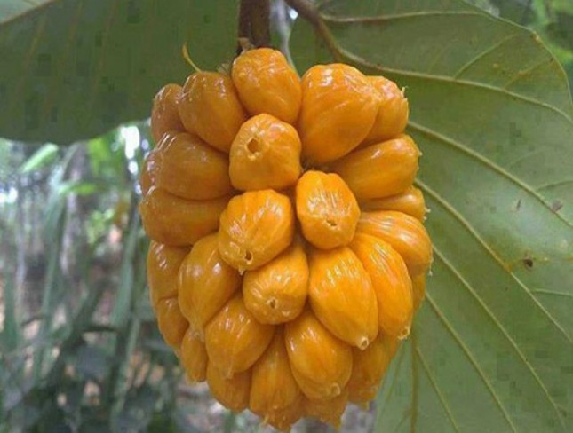 Những món ngon dân dã mê đắm lòng người ở Đồng Nai ảnh 2