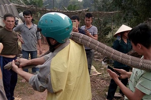 Rắn hổ mang khổng lồ ở Phú Thọ có tên trong sách đỏ ảnh 1