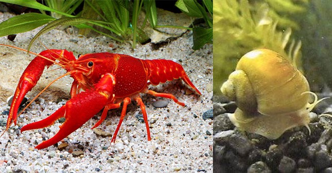 Vì sao tôm hùm đỏ, đại gia mê lại bị cấm nuôi ở Việt Nam? ảnh 2