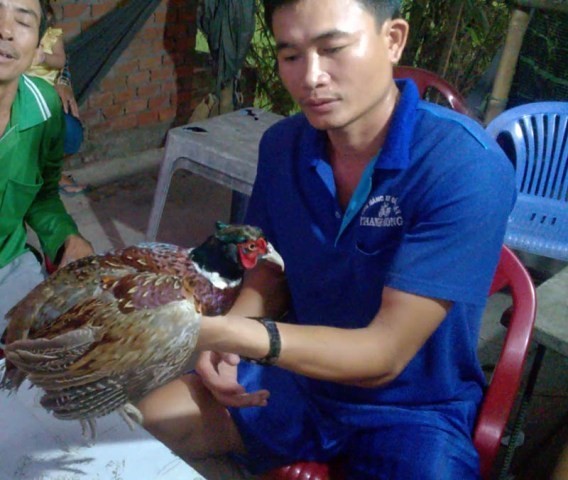Bắt được chim lạ, nghi là loài cực hiếm trong sách đỏ ảnh 1