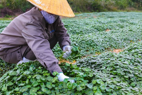Công dụng ít biết của 4 loại rau quả dân dã ảnh 1