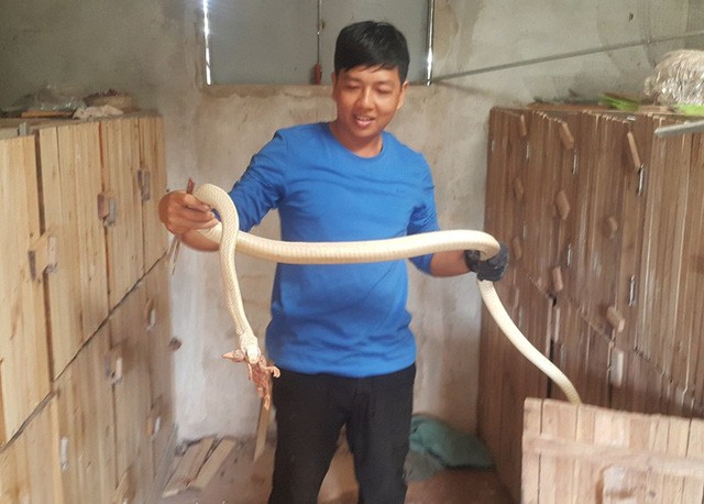 Kỳ lạ rắn bạch tạng mắt xanh, lưỡi đỏ ra giá 100 triệu không bán ảnh 1