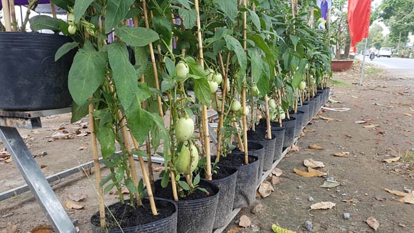 Dưa hấu 'tí hon' chơi Tết của lão nông ở miền Tây ảnh 1