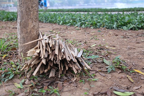 Sợ chó thả rông, vườn hoa ở Hà Nội cắm chông nhọn hoắt ảnh 1