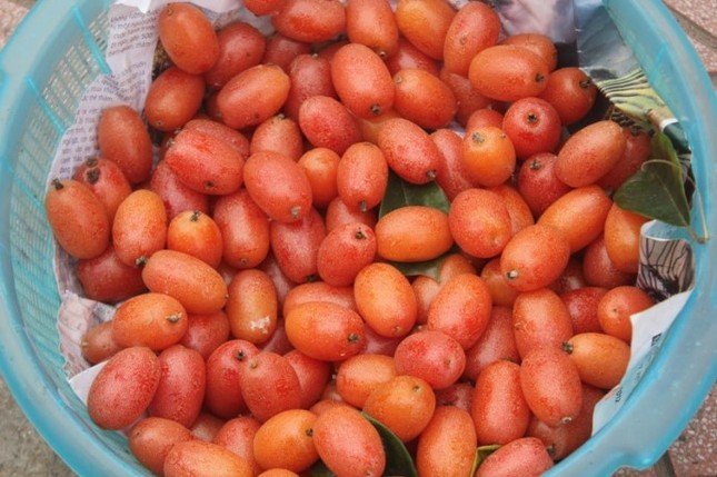 Quả nhót vào mùa: Những công dụng đặc biệt với sức khỏe ảnh 1