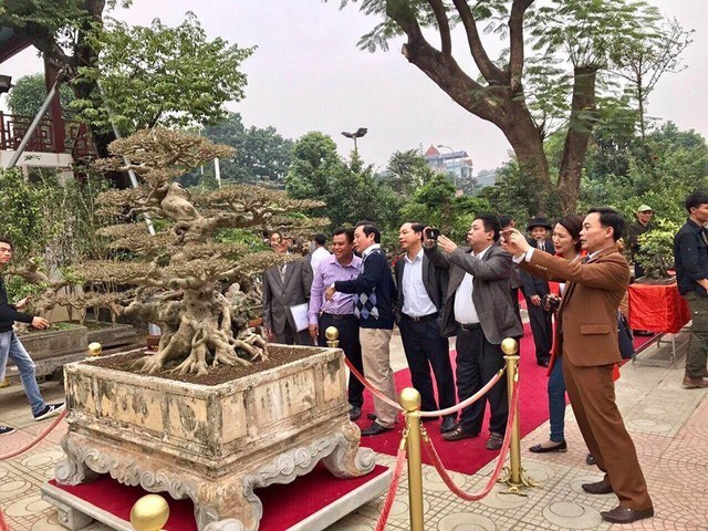 Đại gia gạ đổi 4 lô đất giá 9 tỷ lấy cây sanh cổ ôm đá đẹp hiếm có ảnh 9