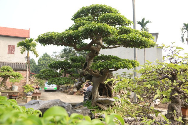 Đại gia gạ đổi 4 lô đất giá 9 tỷ lấy cây sanh cổ ôm đá đẹp hiếm có ảnh 2