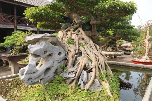 Đại gia gạ đổi 4 lô đất giá 9 tỷ lấy cây sanh cổ ôm đá đẹp hiếm có ảnh 3