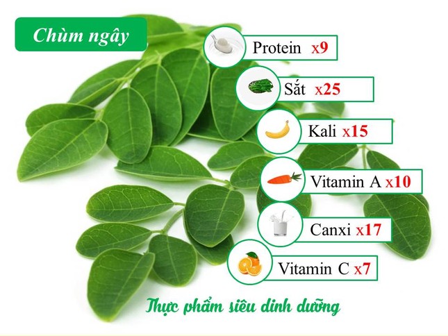 Chùm ngây – Giải pháp thông minh cho các mẹ thiếu sữa, mất sữa ảnh 1