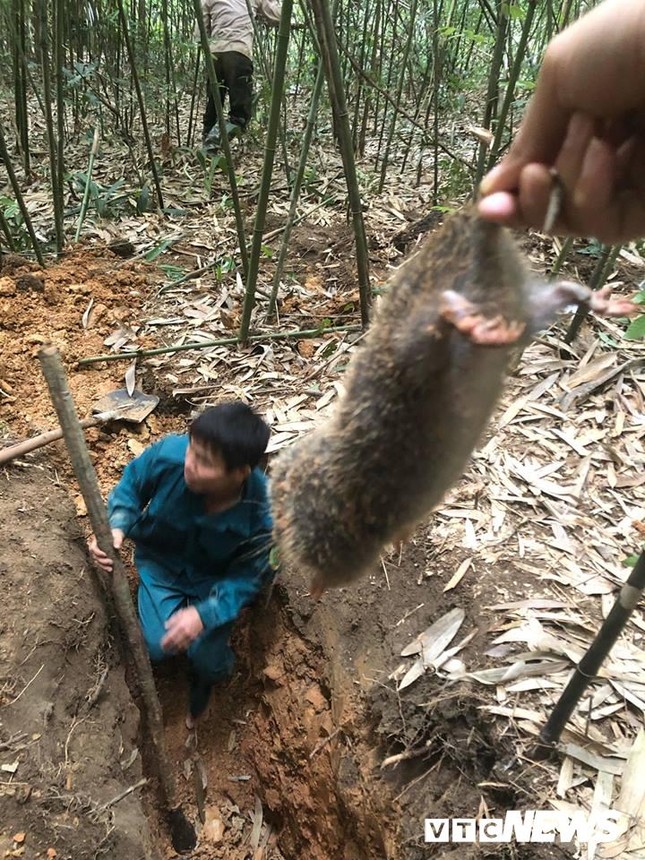 Những kỹ năng đặc biệt và kỳ công khó tưởng tượng để bắt được chuột khổng lồ ảnh 6