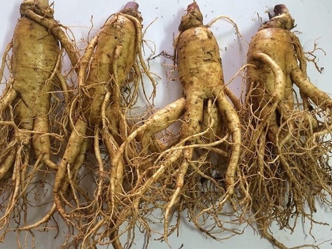 Akina Đông Á đưa dược liệu quý của Nhật Bản về Việt Nam ảnh 1