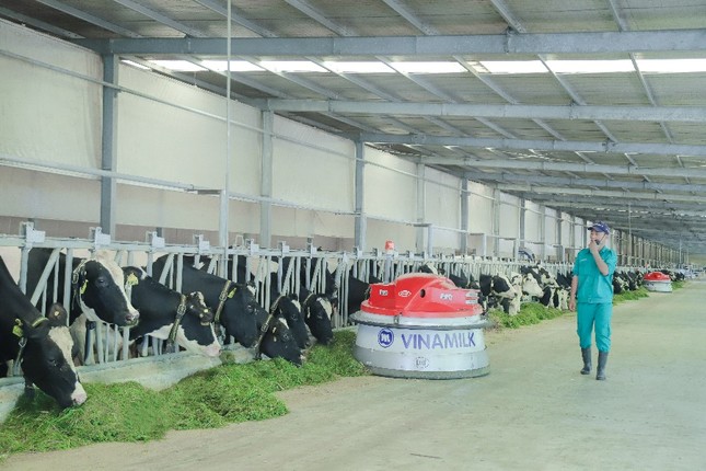 Tết tại ‘resort’ bò sữa Vinamilk có gì đặc biệt? ảnh 2