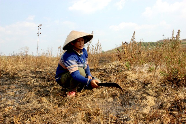 Bất lực trước khô hạn? ảnh 1