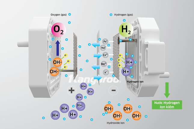 Nhà khoa học nói về công nghệ độc quyền tạo nước Hydrogen ion kiềm của Kangaroo ảnh 1
