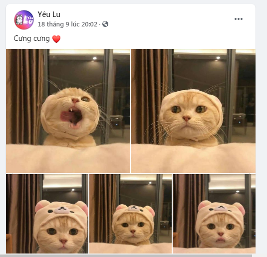 Khám phá Yêu Lu – Fanpage triệu like dành cho những người đam mê thú cưng ảnh 4