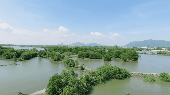 Mạng xã hội 'xanh rì' với chiến dịch 'Triệu cây vươn cao cho Việt Nam xanh' ảnh 3