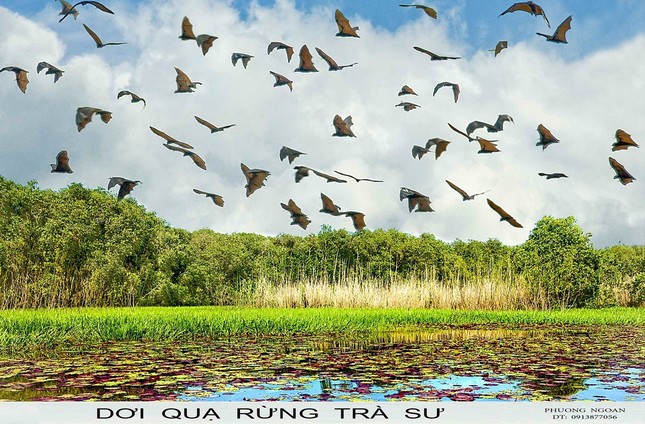 Chỉ là tràm mà cũng lung linh thế à ! ảnh 7