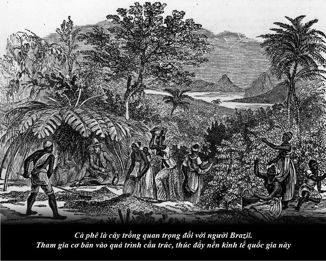 Kỳ 63: Brazil từ thuộc địa trở thành cường quốc cà phê thế giới ảnh 2
